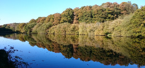 Ouvrir la sous-galerie Automne 