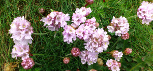 Ouvrir la sous-galerie Fleurs 