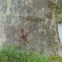 Ouvrir la sous-galerie Écureuil et autres 