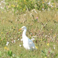 Vignette 24++Hérons.jpeg 