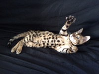 Vignette 04++Jiska.jpeg 