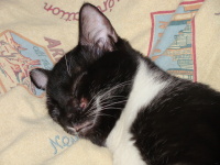 Vignette 34++Newton 1er.jpeg 