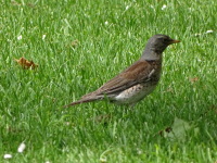 Vignette Grive litorne (1).jpeg 