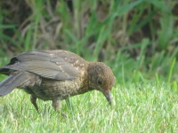 Vignette Grive musicienne (4).jpeg 