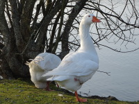 Vignette Oie Blanche (2).jpeg 