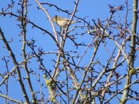 Vignette Oiseau (9).jpeg 