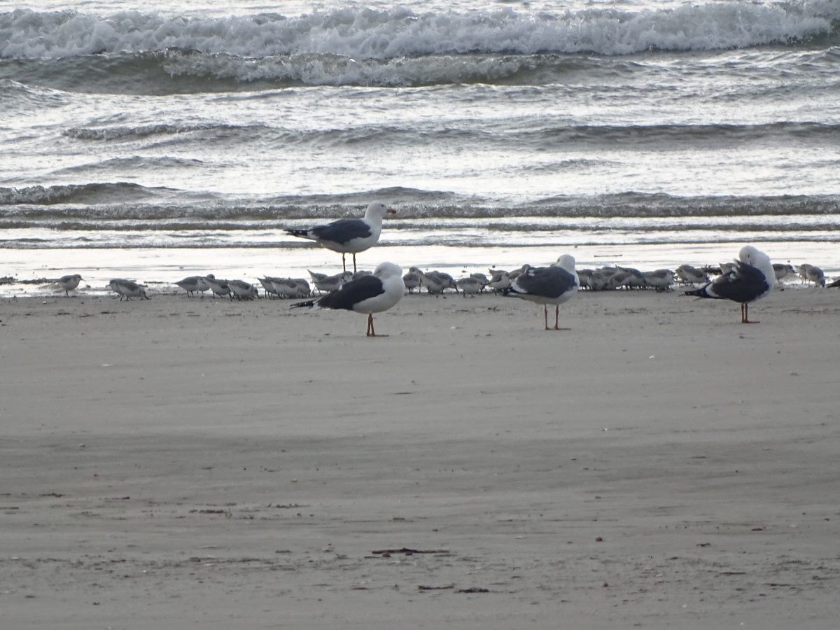 Diapositive Becasseau Sanderling (18).jpeg 