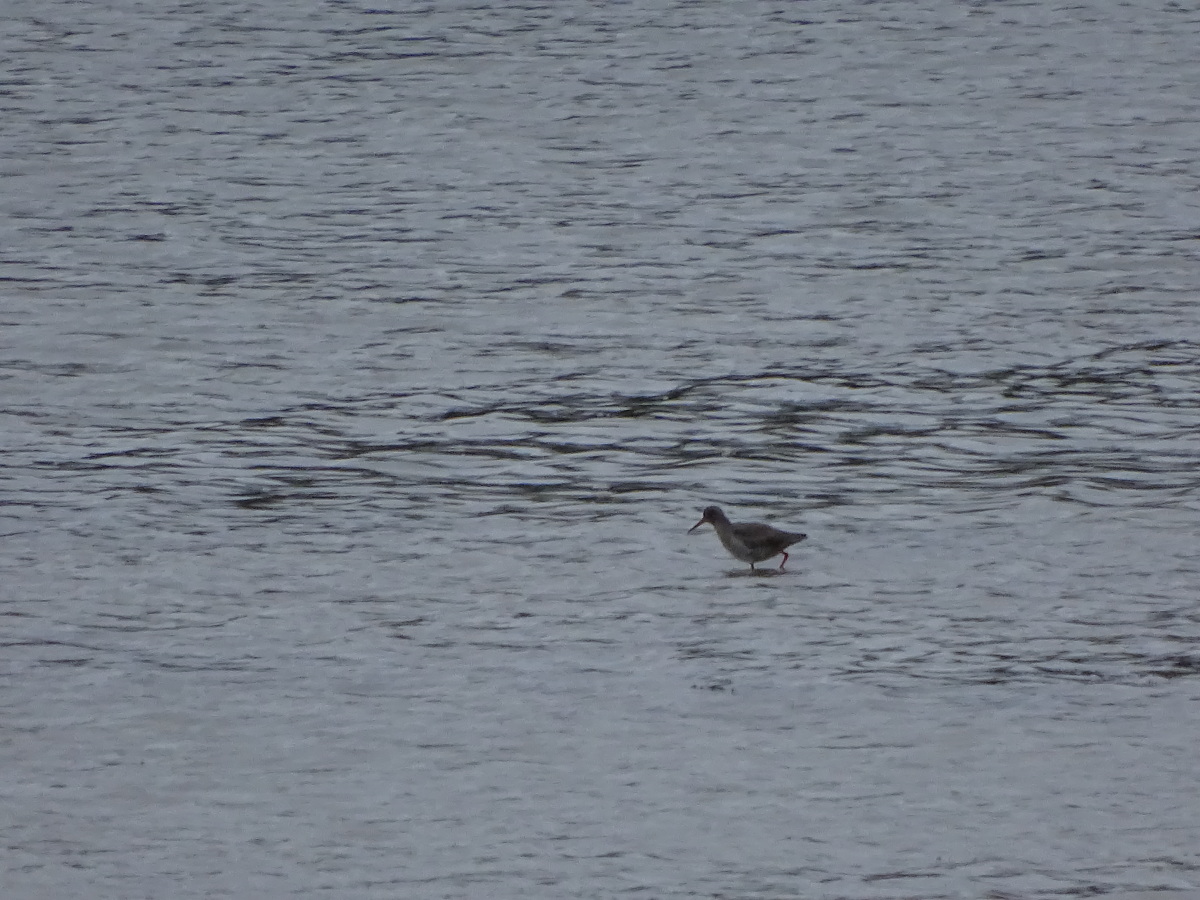 Diapositive Chevalier (2).jpeg 