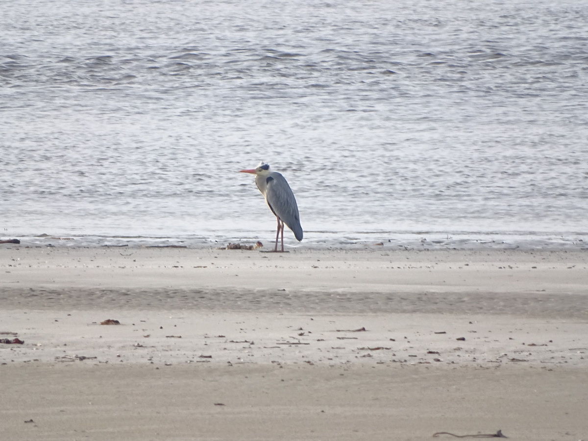 Diapositive Heron (1).jpeg 