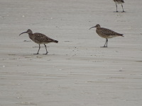 Vignette Courlis (4).jpeg 