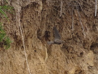 Vignette Hirondelle de rivage (1).jpeg 