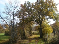 Vignette 01++Cressia.jpeg 