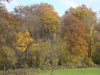 Vignette 03++Cressia.jpeg 