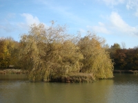 Vignette 05++Cressia.jpeg 