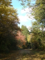 Vignette 13++Cressia.jpeg 