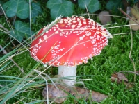 Vignette 14++Cressia.jpeg 