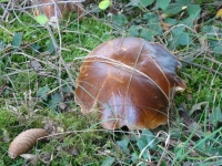 Vignette 15++Cressia.jpeg 