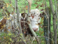 Vignette 18++Cressia.jpeg 