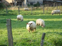 Vignette 19++Cressia.jpeg 