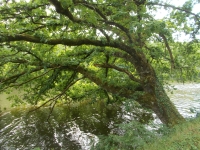 Vignette 47++Callac.jpeg 