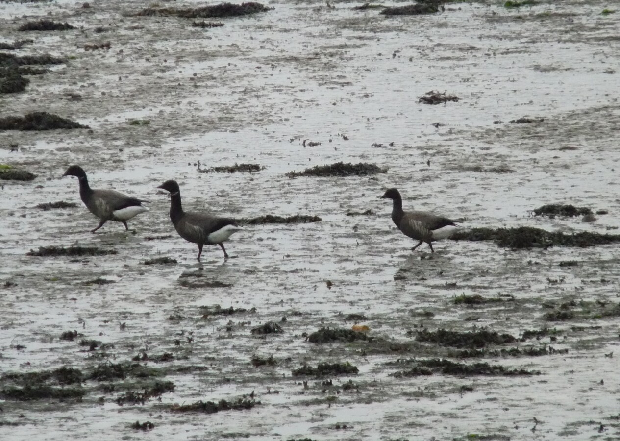 Diapositive 23++Le Dourduf.jpeg 