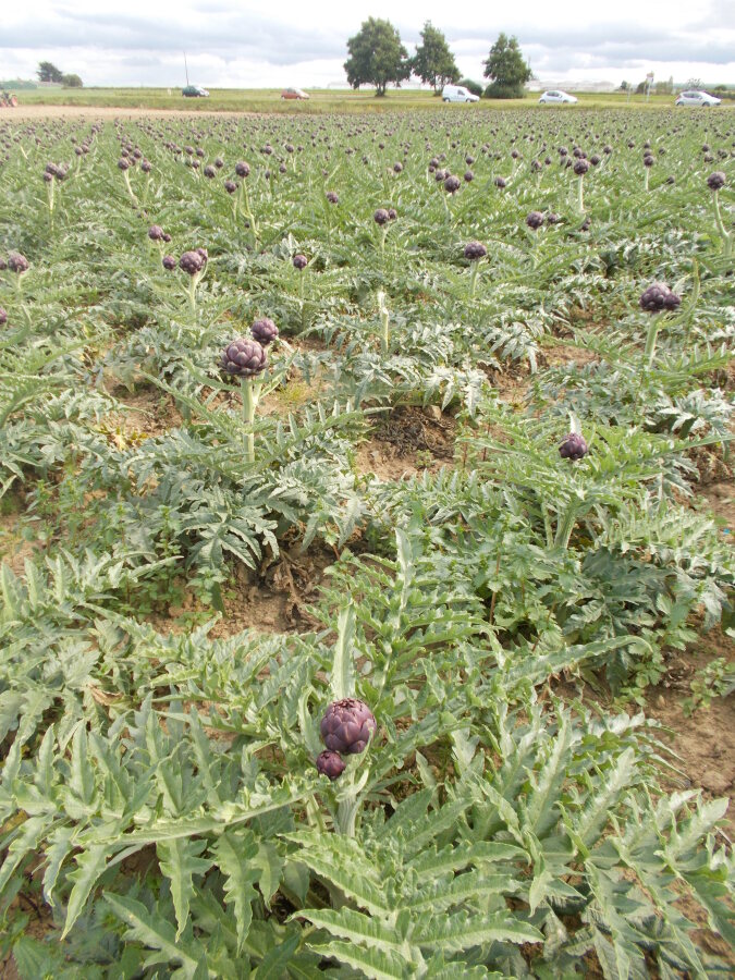 Diapositive 13++Production locale.jpeg 