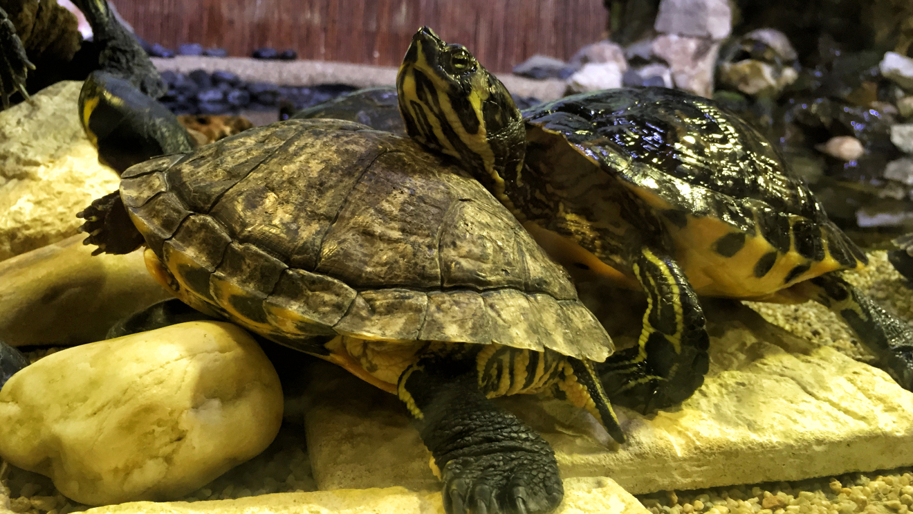 Diapositive 15++Aquarium St-Malo.jpeg 