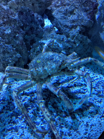 Vignette 16++Aquarium St-Malo.jpeg 