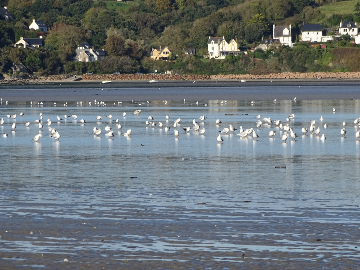 Diapositive 41++Saint-Michel-en-Grève.jpeg 