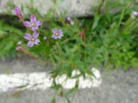 Vignette Épilobe (Epilobium).jpeg 