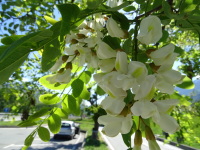 Vignette Acacia.jpeg 