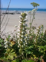 Vignette Acanthe.jpeg 