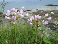 Vignette Ail rose (Allium roseum) (3).jpeg 