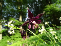 Vignette Aquilegia, Ancolie noirâtre (Aquilegia atrata).jpeg 