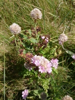 Vignette Arméria des sables.jpeg 