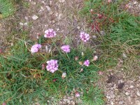 Vignette Arméria.jpeg 