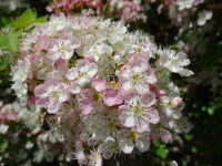 Vignette Aubépine (3).jpeg 