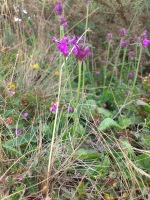 Vignette Bétoine officinale.jpeg 
