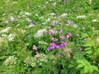 Vignette Bec-de-grue de Manescaut et Benjoin.jpeg 