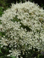 Vignette Boucage saxifrage (Pimpinella saxifraga).jpeg 