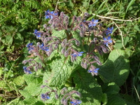 Vignette Bourrache.jpeg 