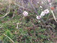Vignette Bruyère des marais.jpeg 