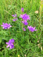 Vignette Campanule.jpeg 