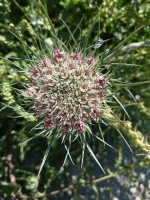 Vignette Carotte à gomme.jpeg 