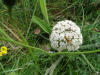 Vignette Carotte commune (Daucus carota) (1).jpeg 