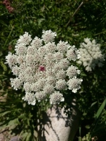 Vignette Carotte sauvage (Daucus carota L).jpeg 