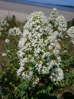 Vignette Centranthe blanche.jpeg 