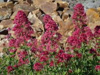 Vignette Centranthe rouge, valériane des jardins(Centranthus ruber) (2).jpeg 