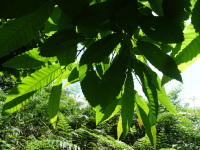 Vignette Chataignier.jpeg 