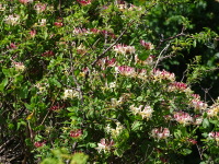 Vignette Chevrefeuille  (Lonicera) (2).jpeg 